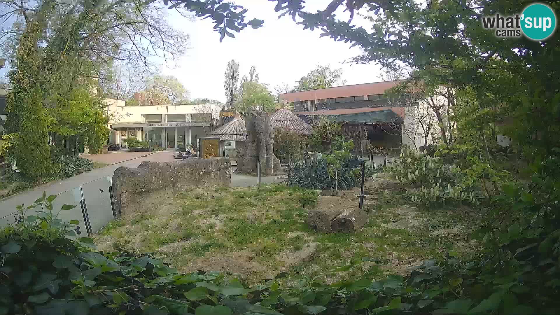 Zoo Zagreb – Merkat