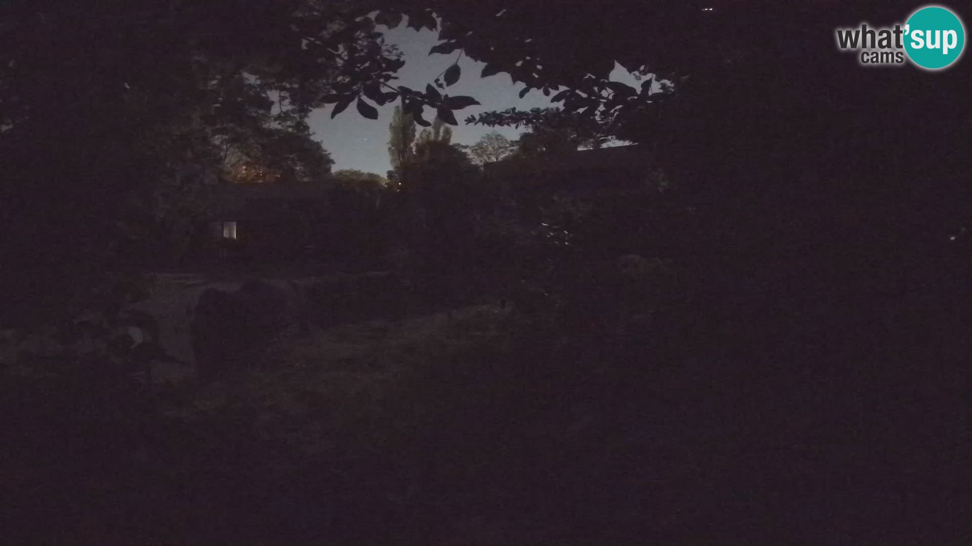 Zoo Zagreb – Suricate