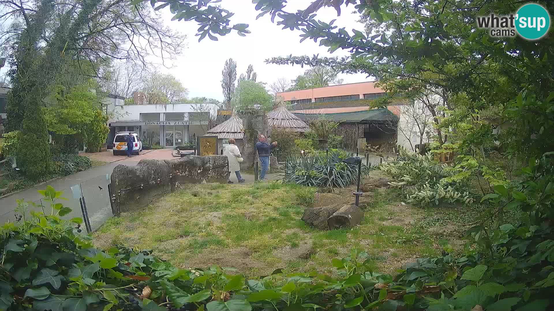 Zoo Zagreb – Merkat