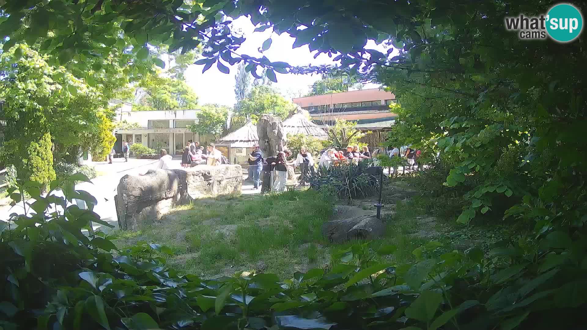 Zoo Zagreb – Suricate