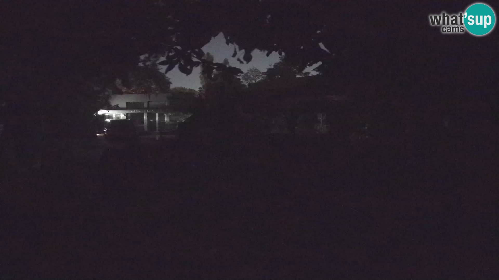 Zoo Zagreb – Suricate