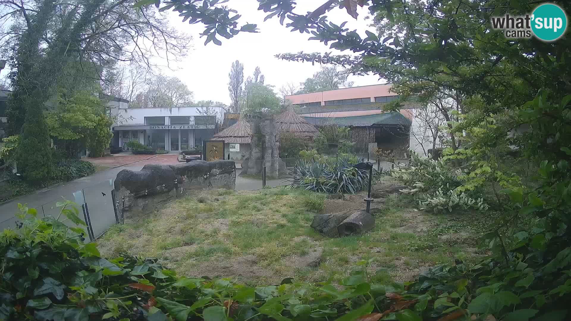 Zoo Zagreb – Suricata