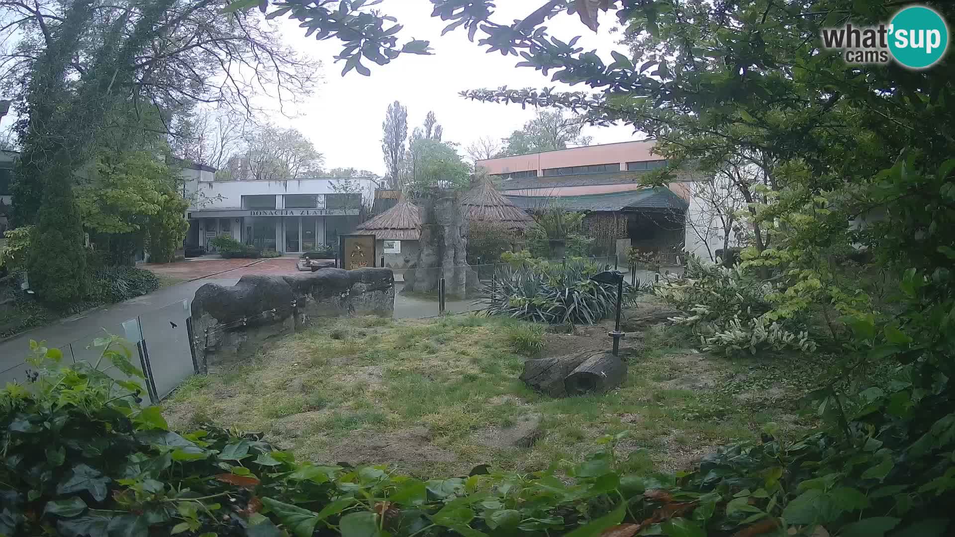 Zoo Zagreb – Suricata