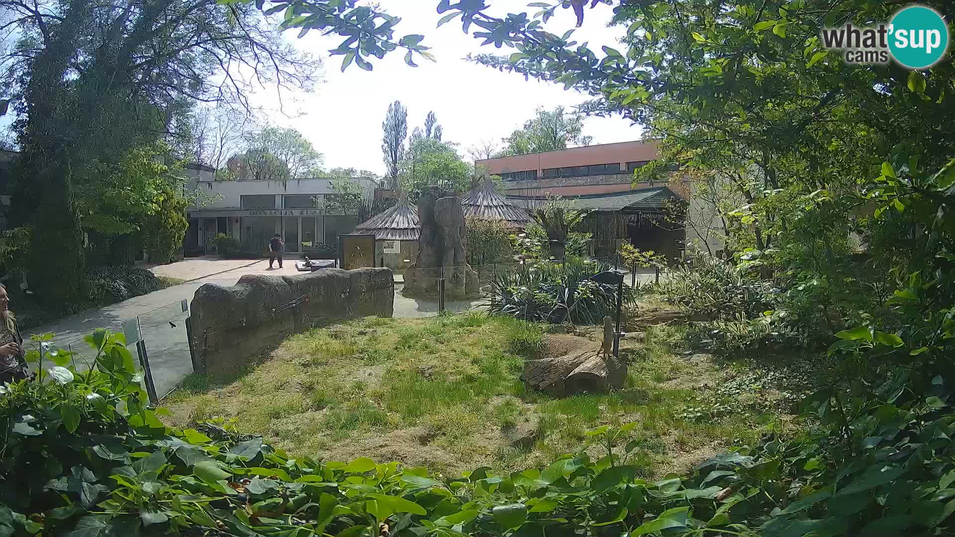 Zoo Zagreb – Surikate