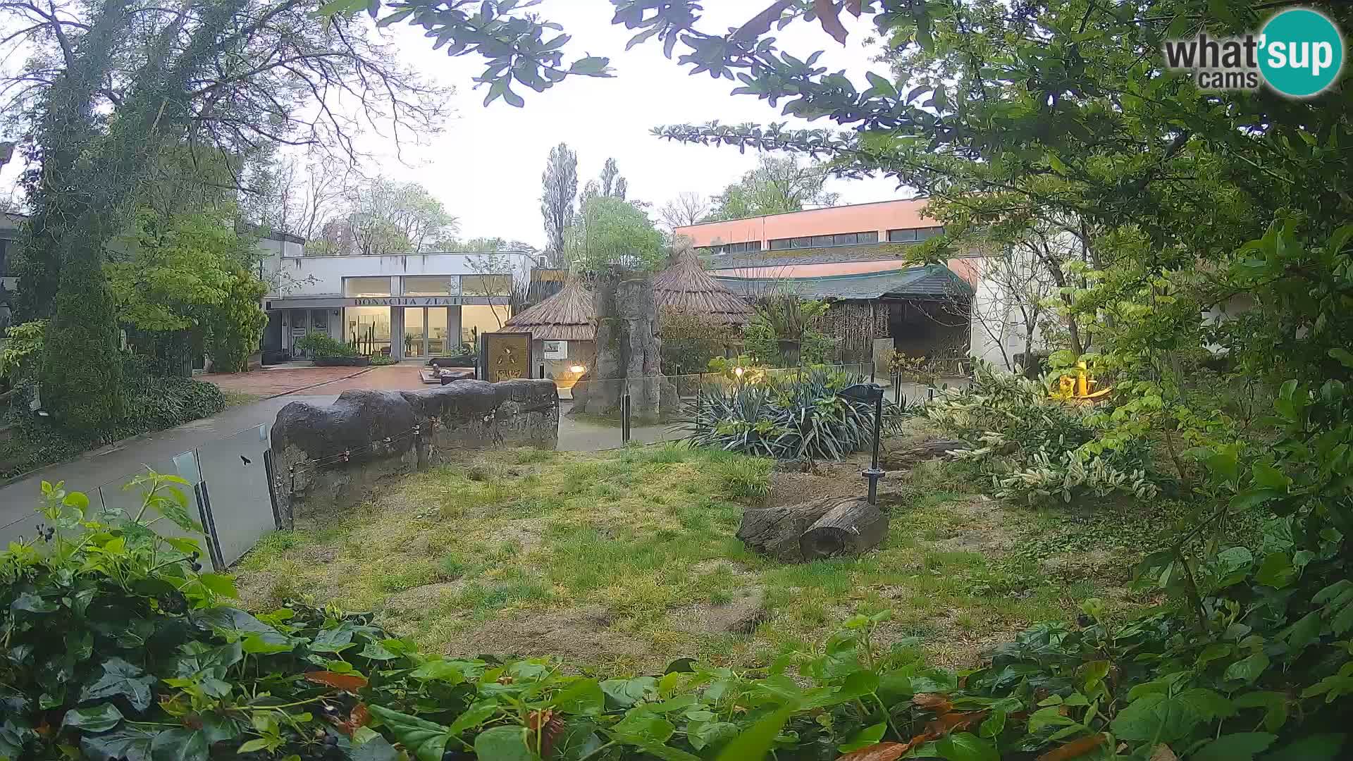 Zoo Zagreb – Suricate