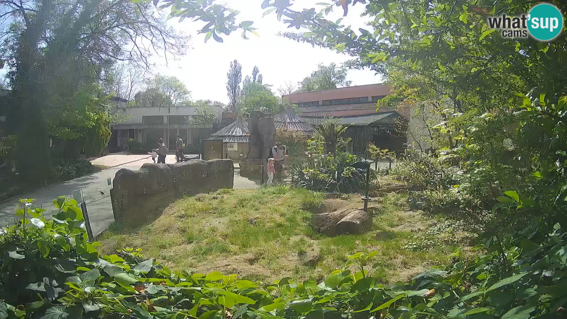 Zoo Zagreb – Suricate