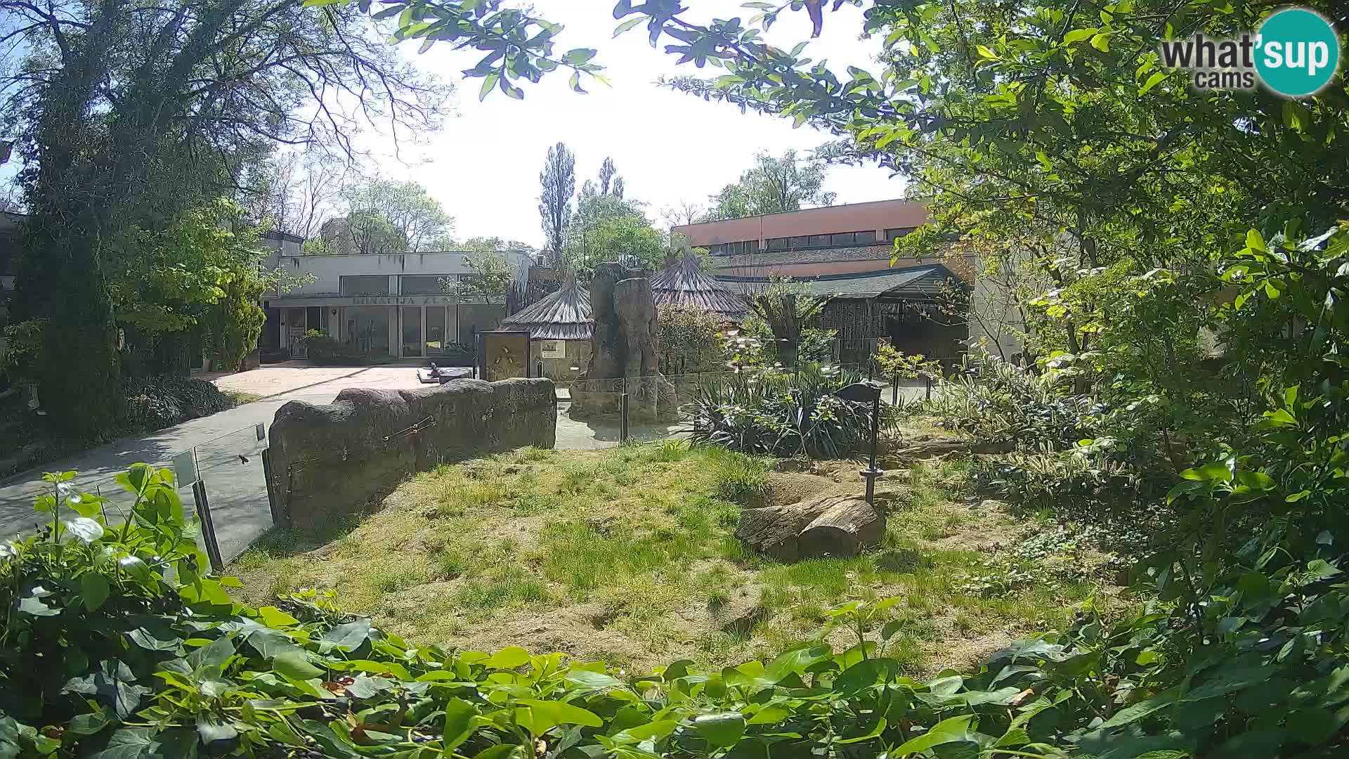 Zoo Zagreb – Erdmännchen