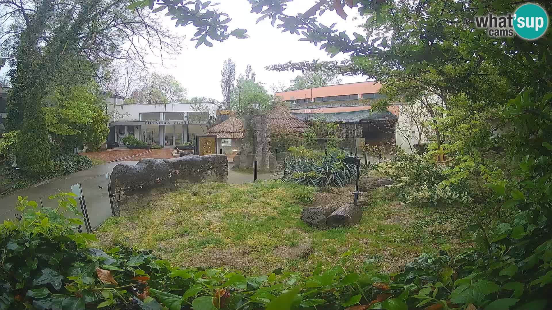 Zoo Zagreb – Suricata