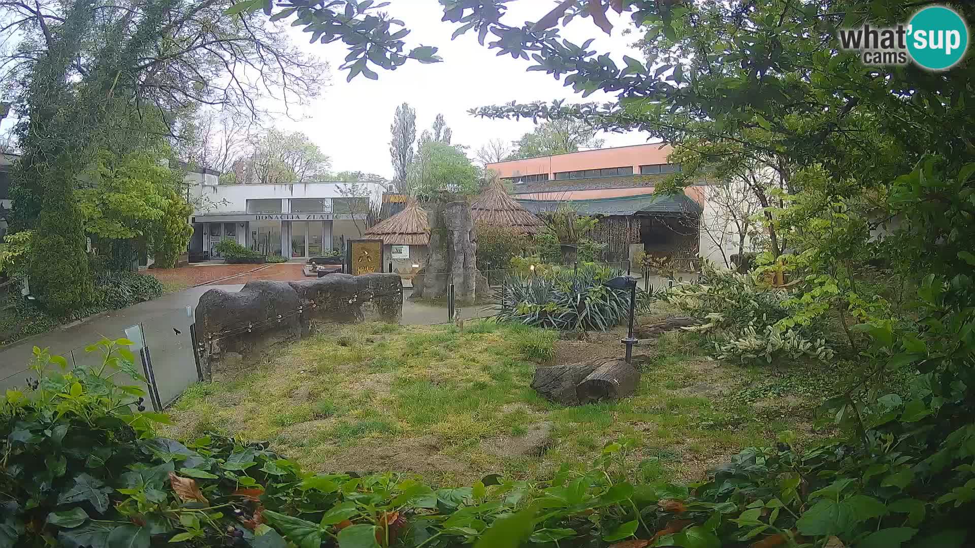 Zoo Zagreb – Suricata