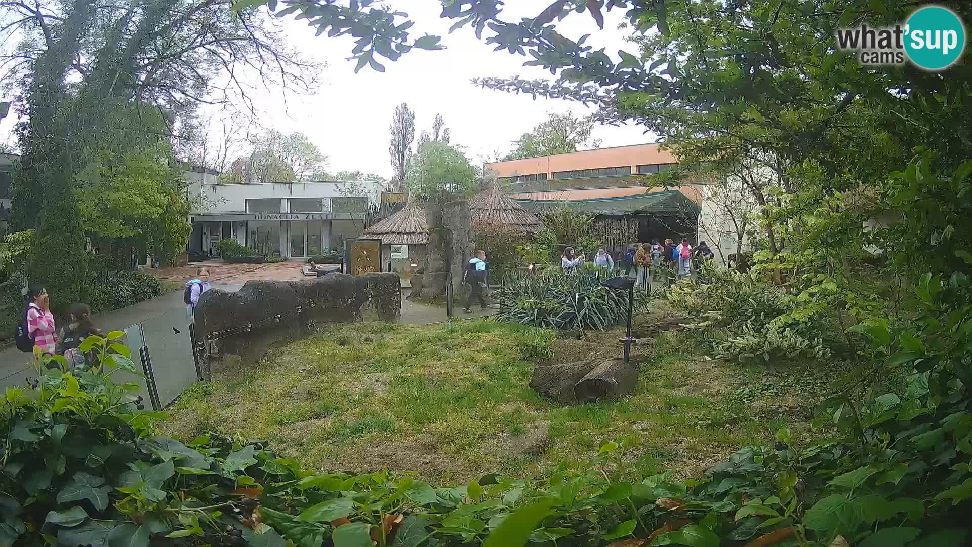 Zoo Zagreb – Suricate