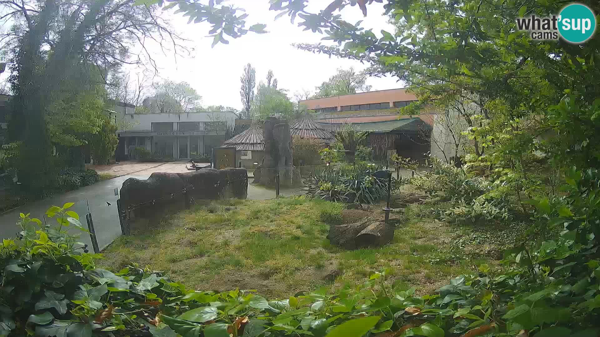 Zoo Zagreb – Surikate