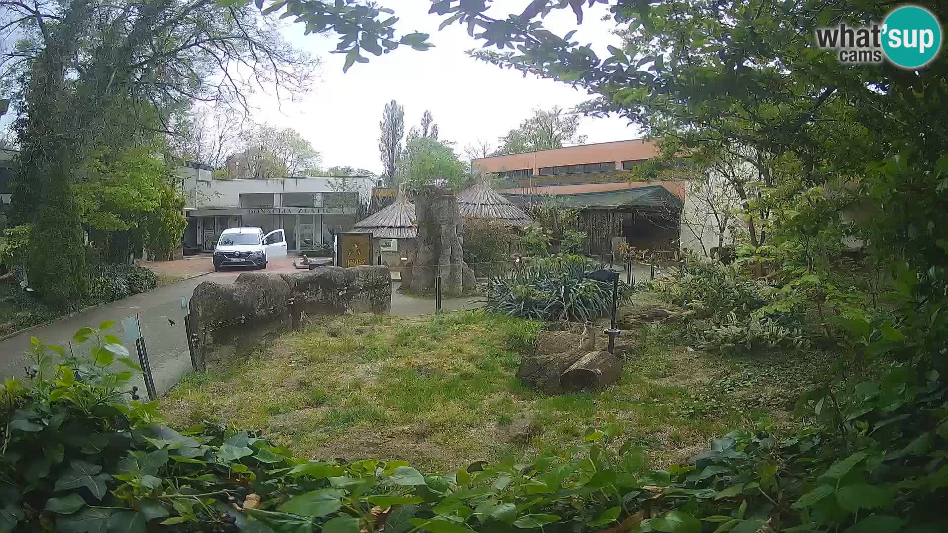 Zoo Zagreb – Suricate