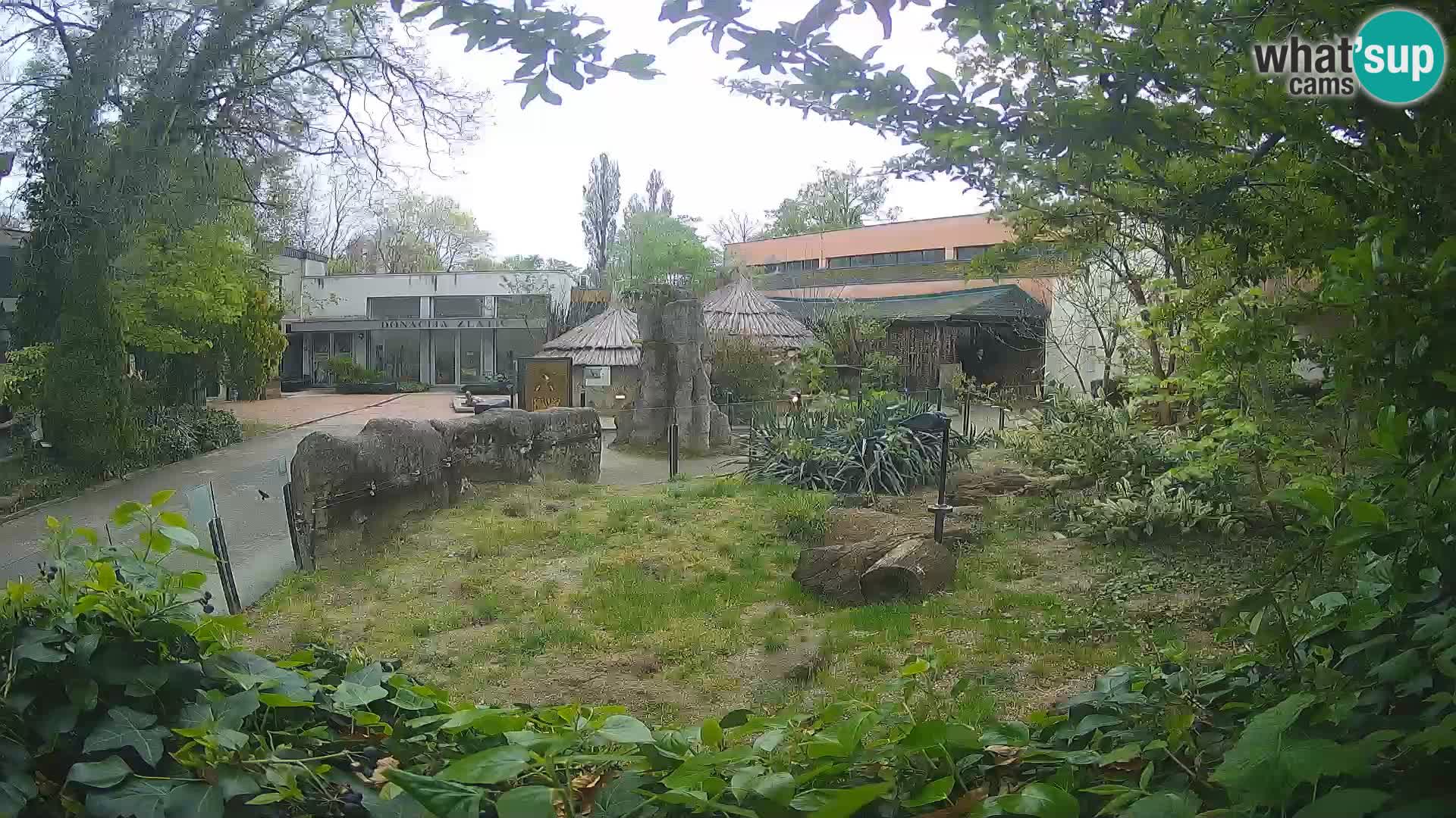 Zoo Zagreb – Merkat