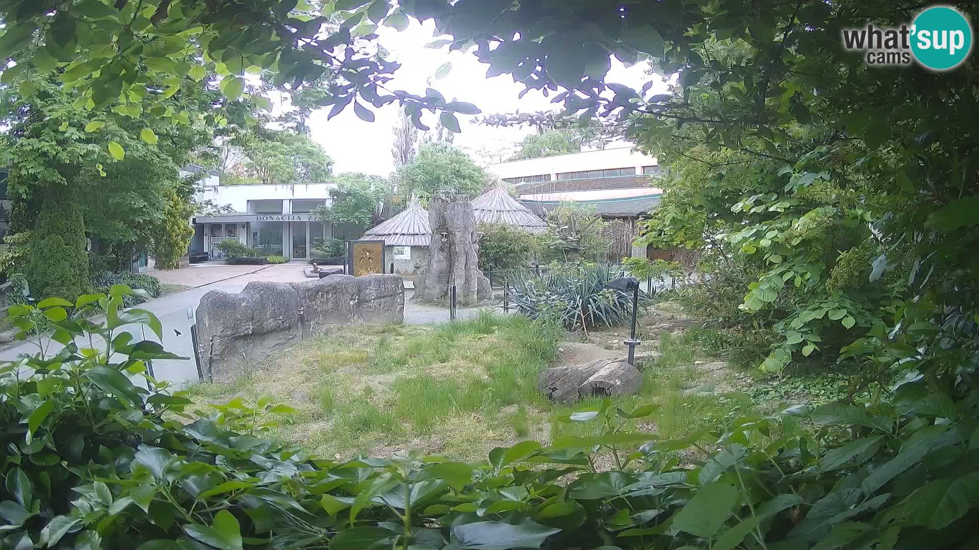 Zoo Zagreb – Suricate