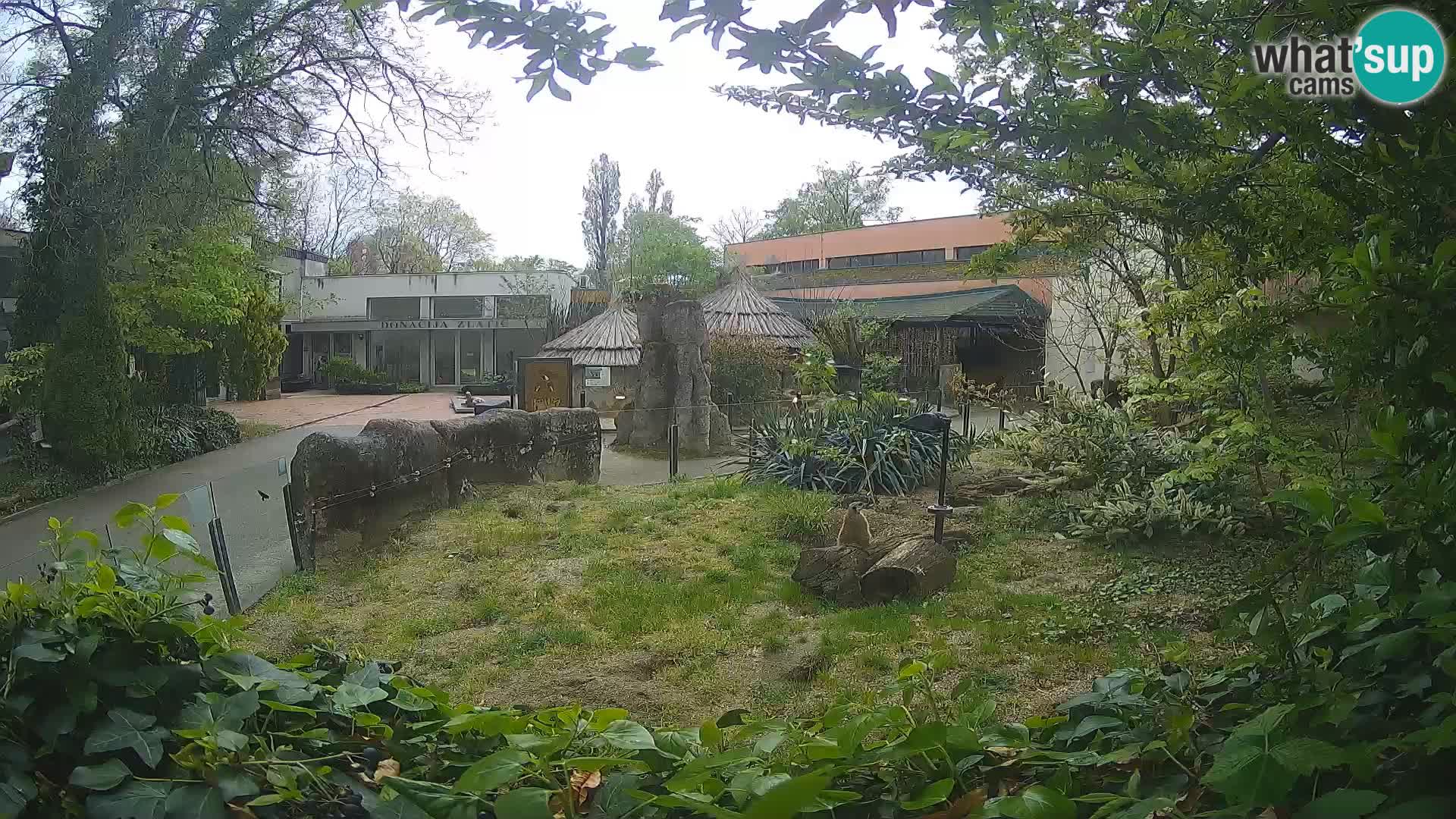 Zoo Zagreb – Suricata