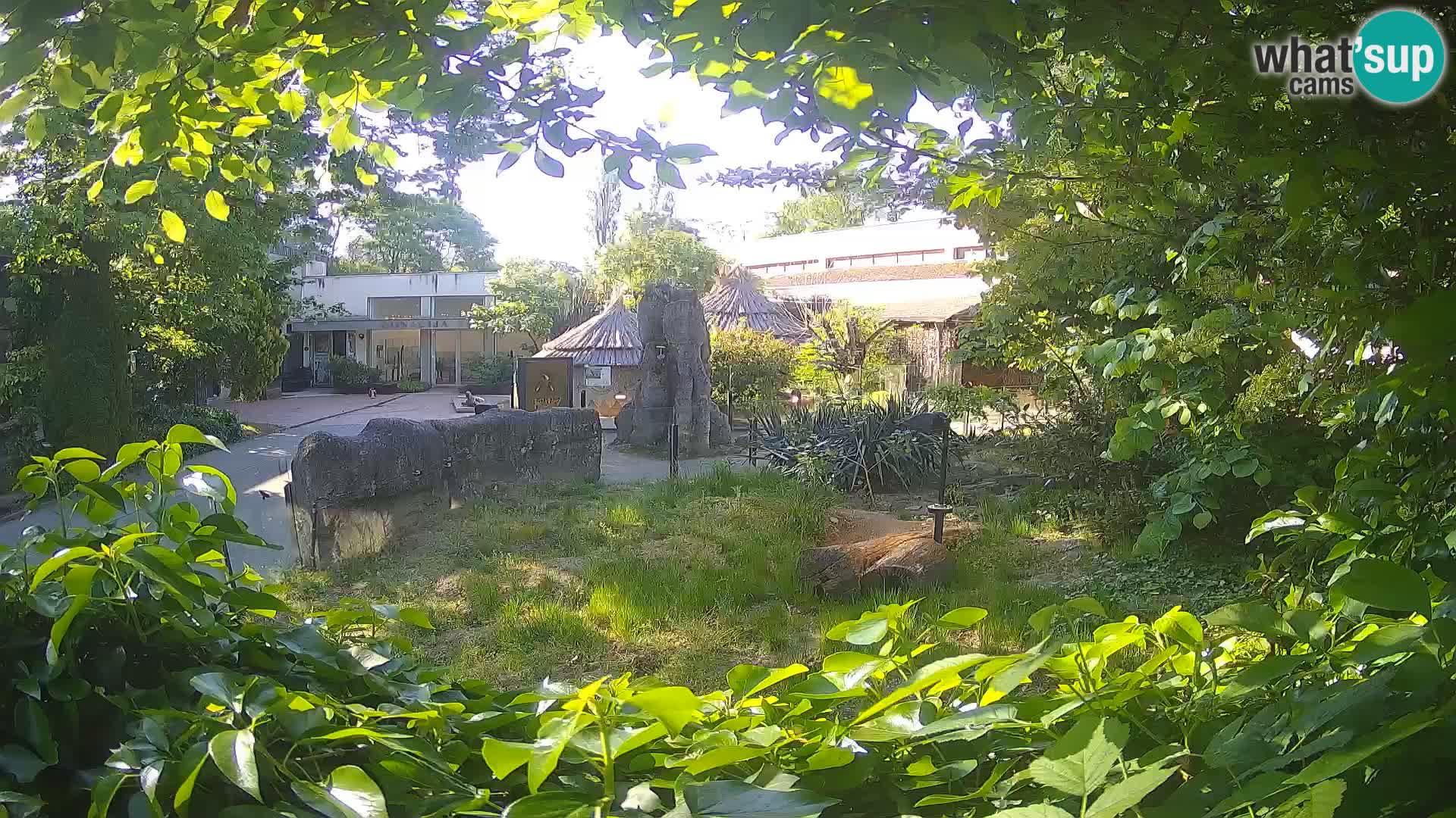 Zoo Zagreb – Merkat