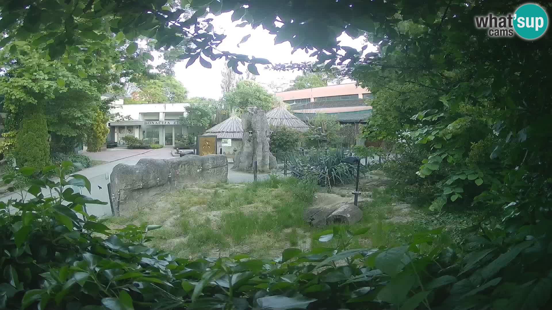 Zoo Zagreb – Suricata