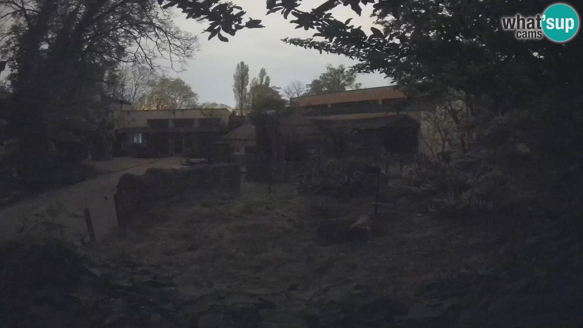 Zoo Zagreb – Merkat