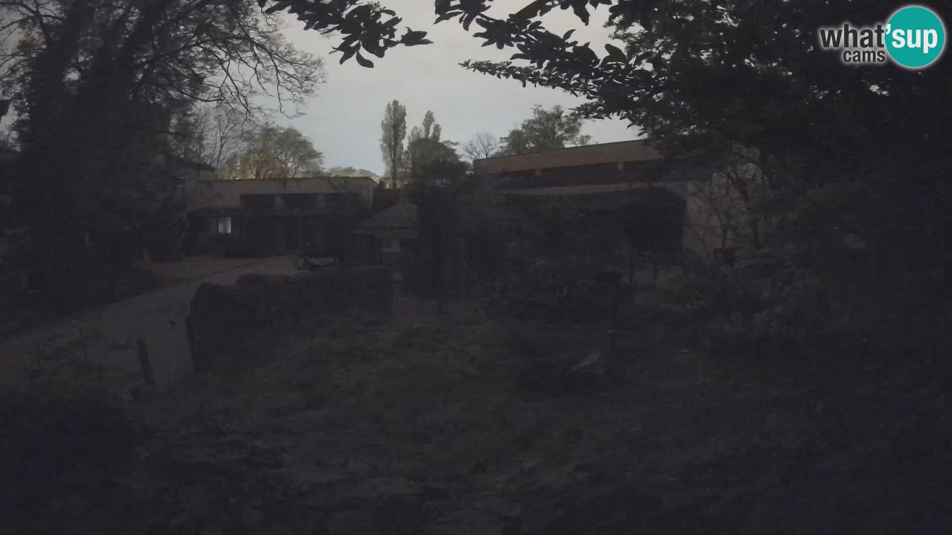 Zoo Zagreb – Suricata