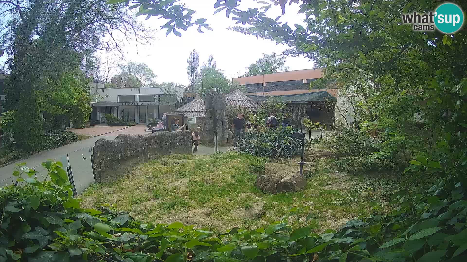 Zoo Zagreb – Surikate