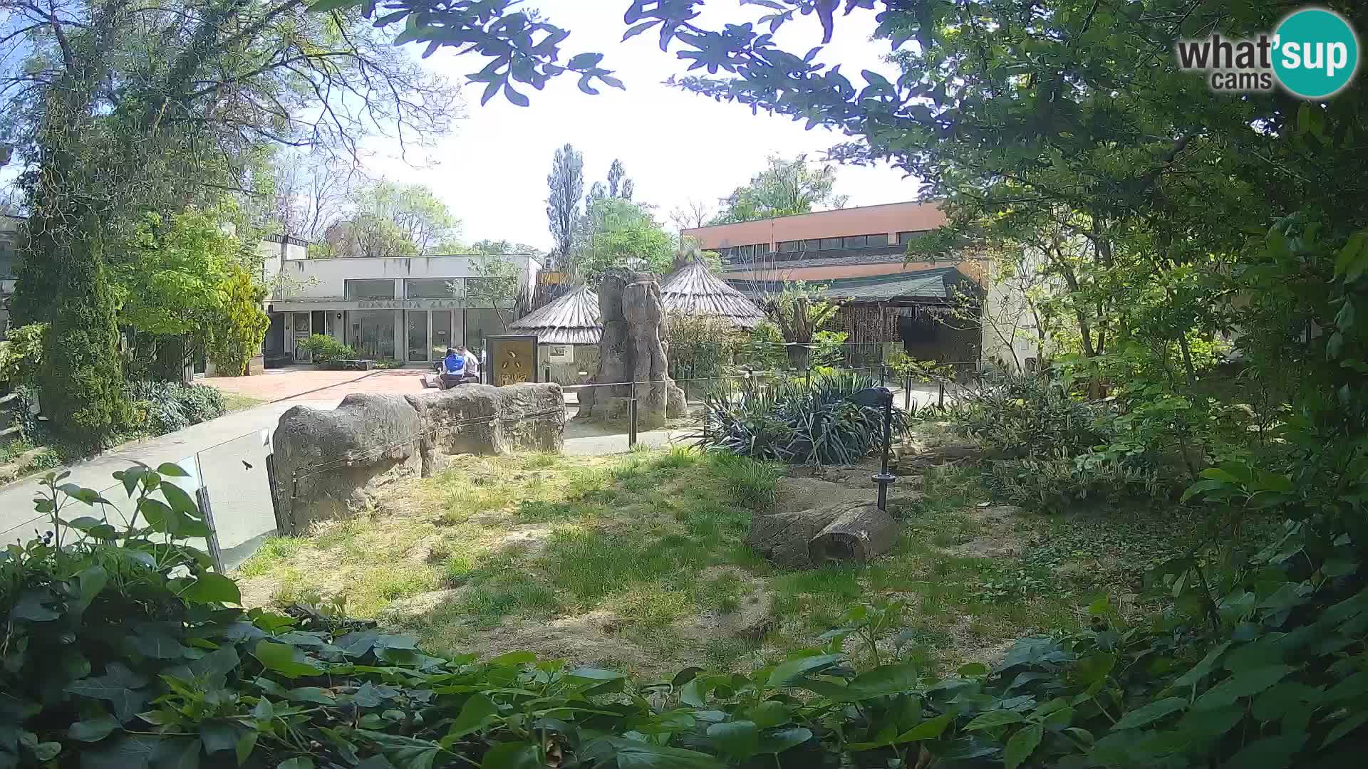 Zoo Zagreb – Erdmännchen