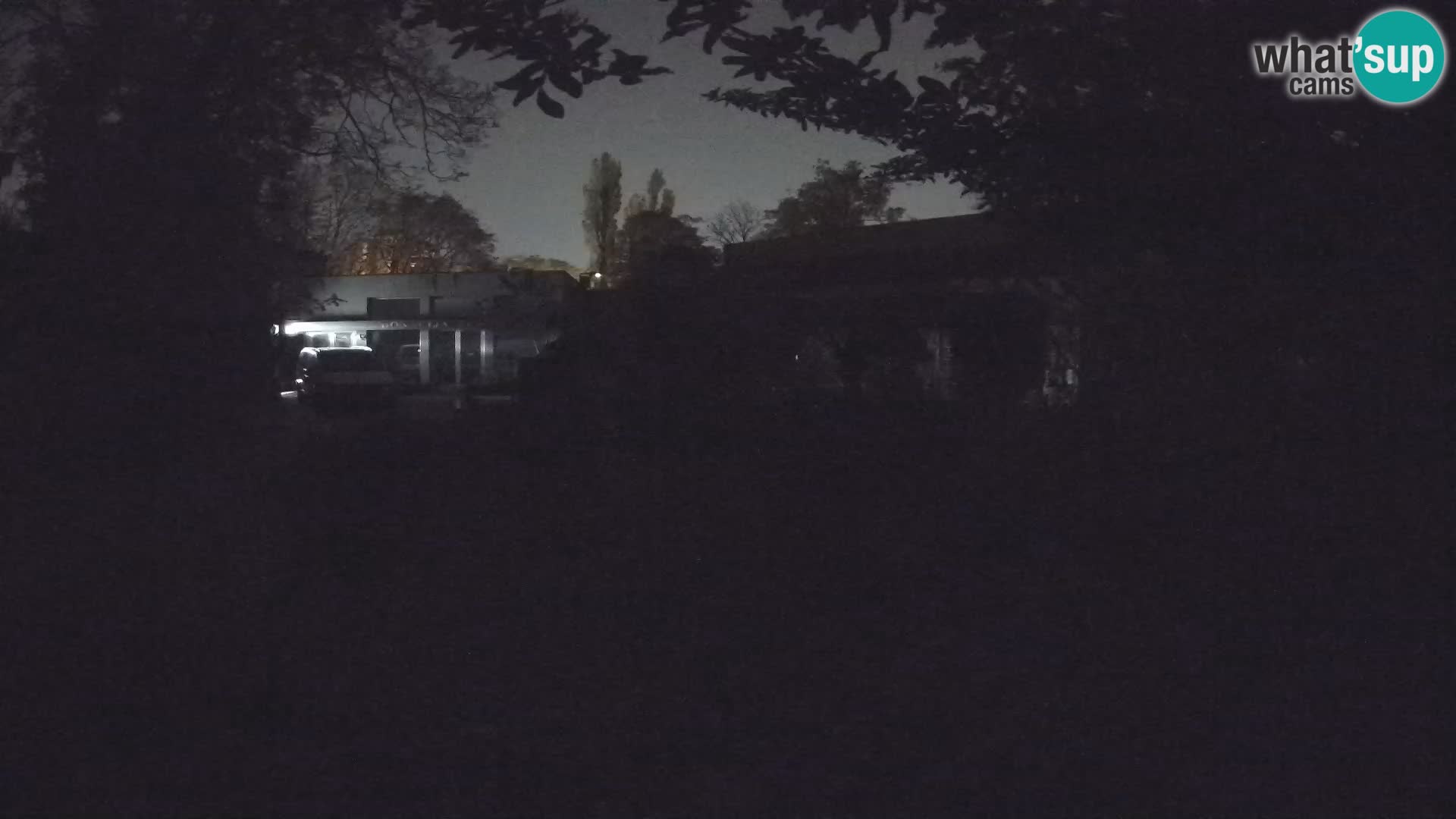 Zoo Zagreb – Suricata