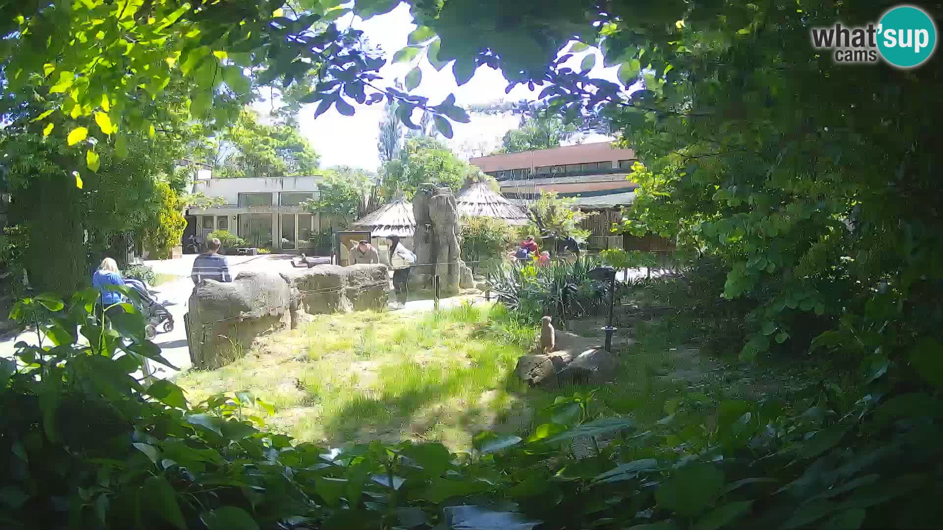 Zoo Zagreb – Suricata