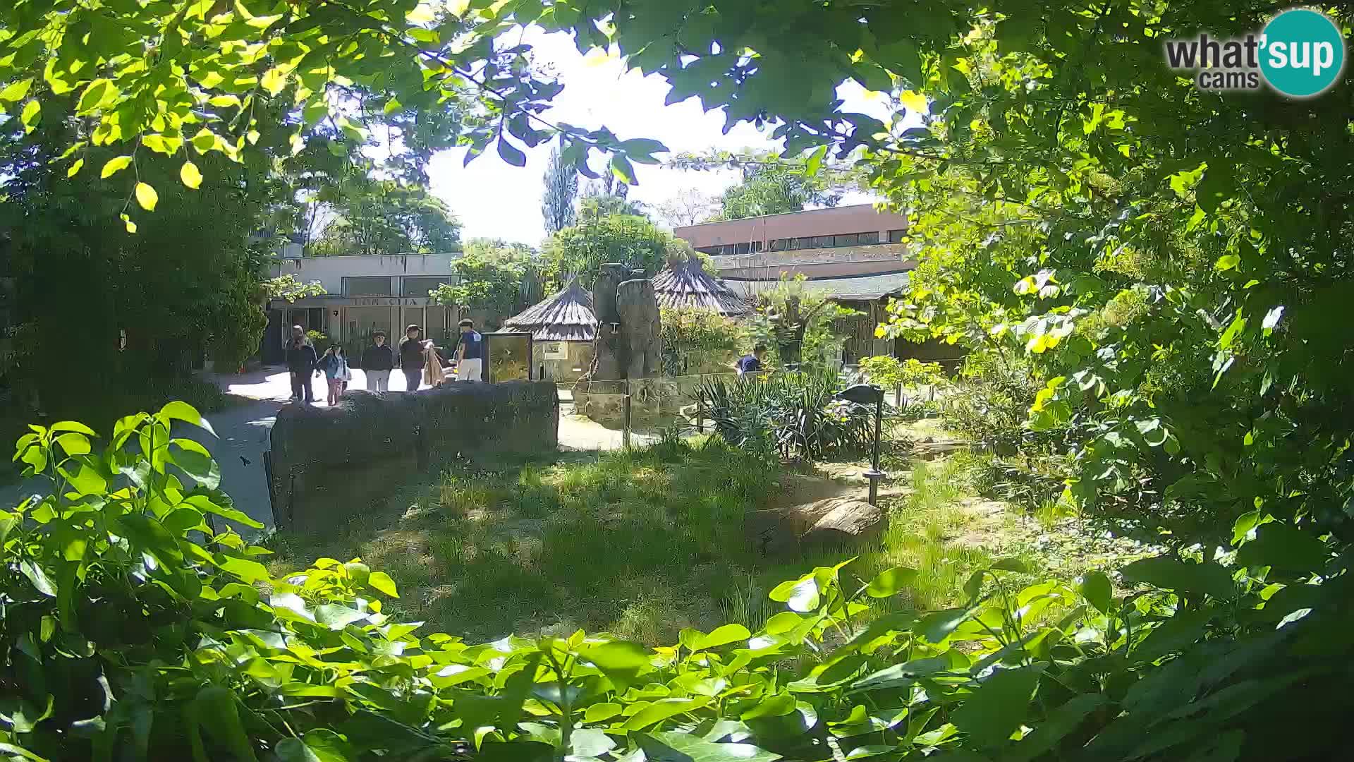 Zoo Zagreb – Suricata