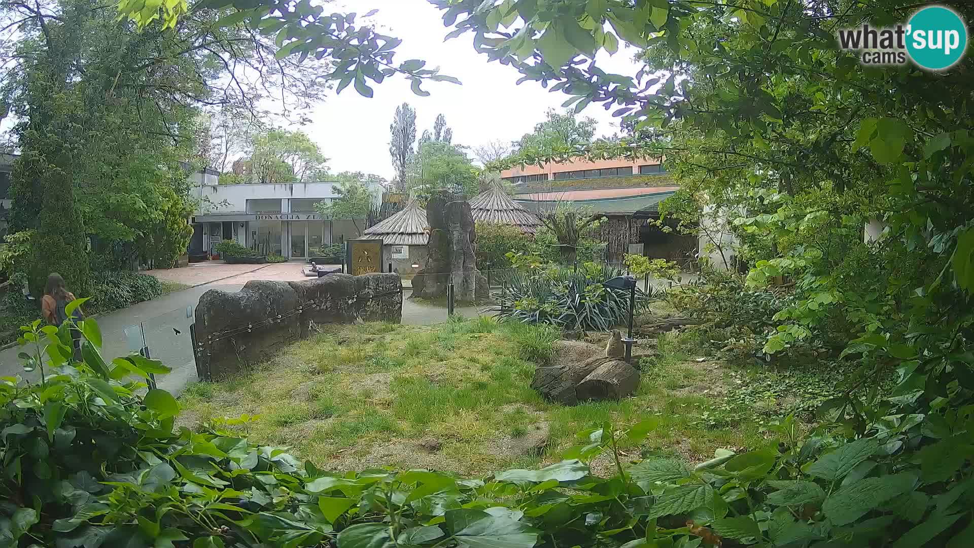 Zoo Zagreb – Suricate