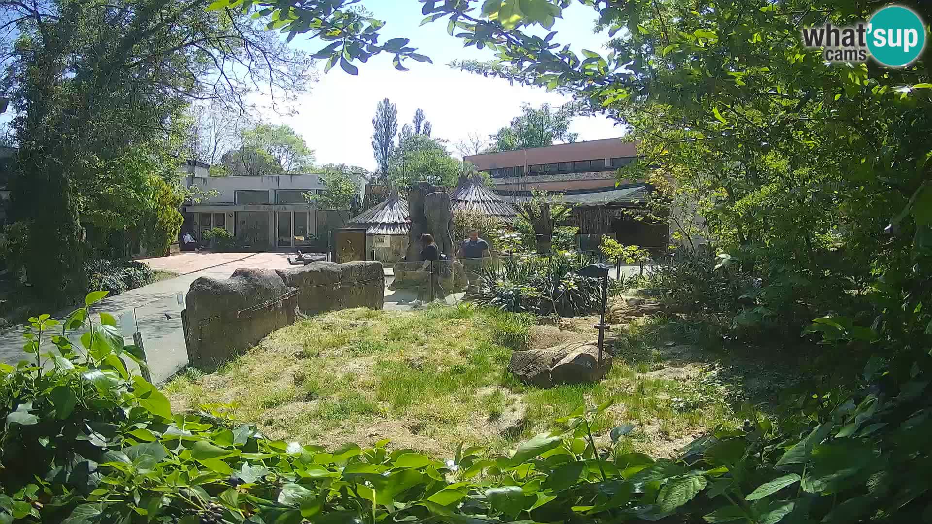 Zoo Zagreb – Merkat