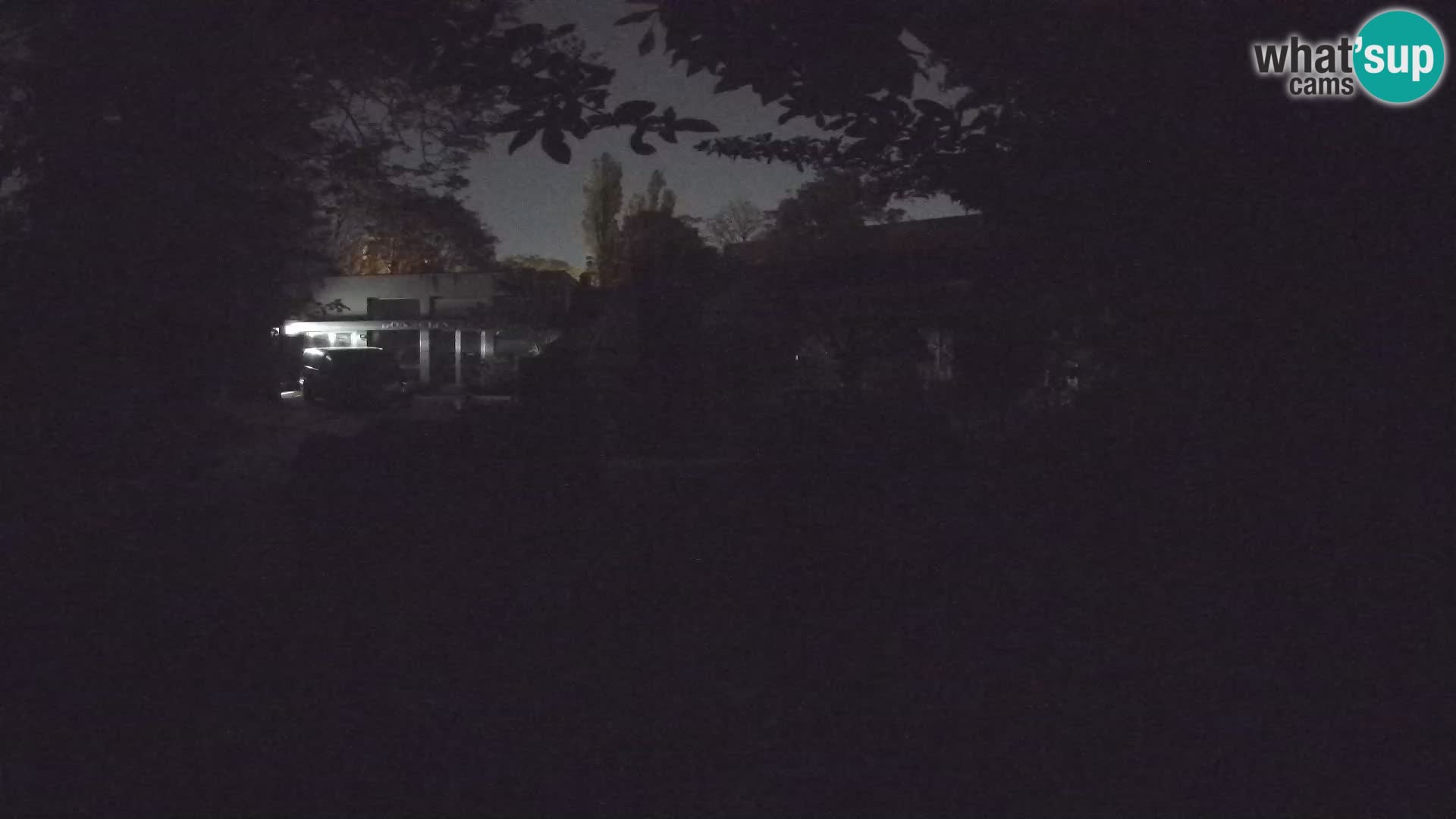 Zoo Zagreb – Meerkat (Suricate)