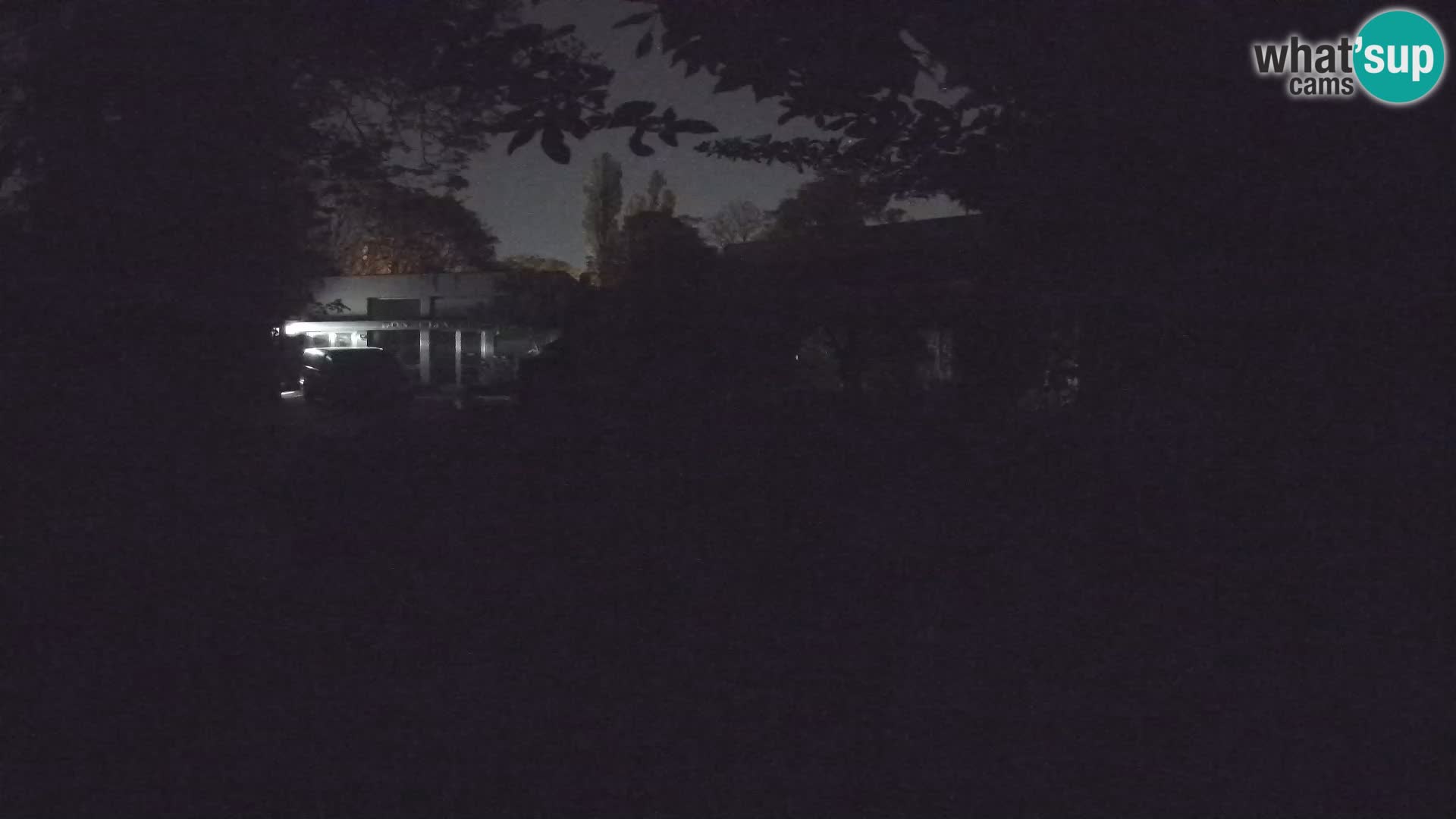 Zoo Zagreb – Suricate