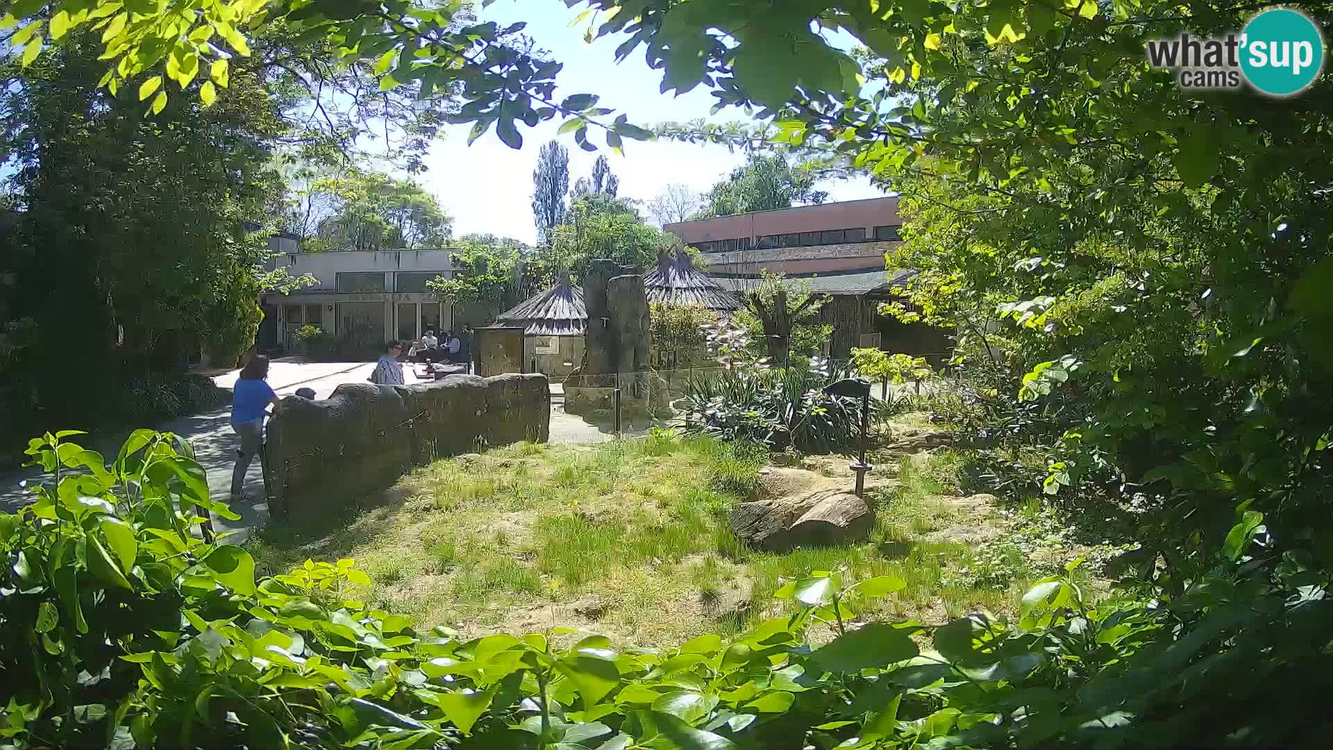 Zoo Zagreb – Suricate