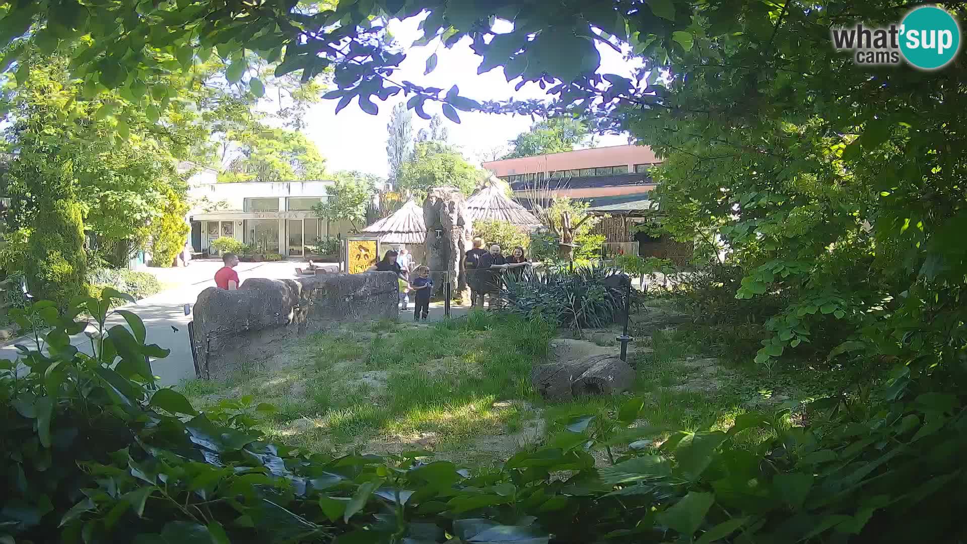 Zoo Zagreb – Suricata