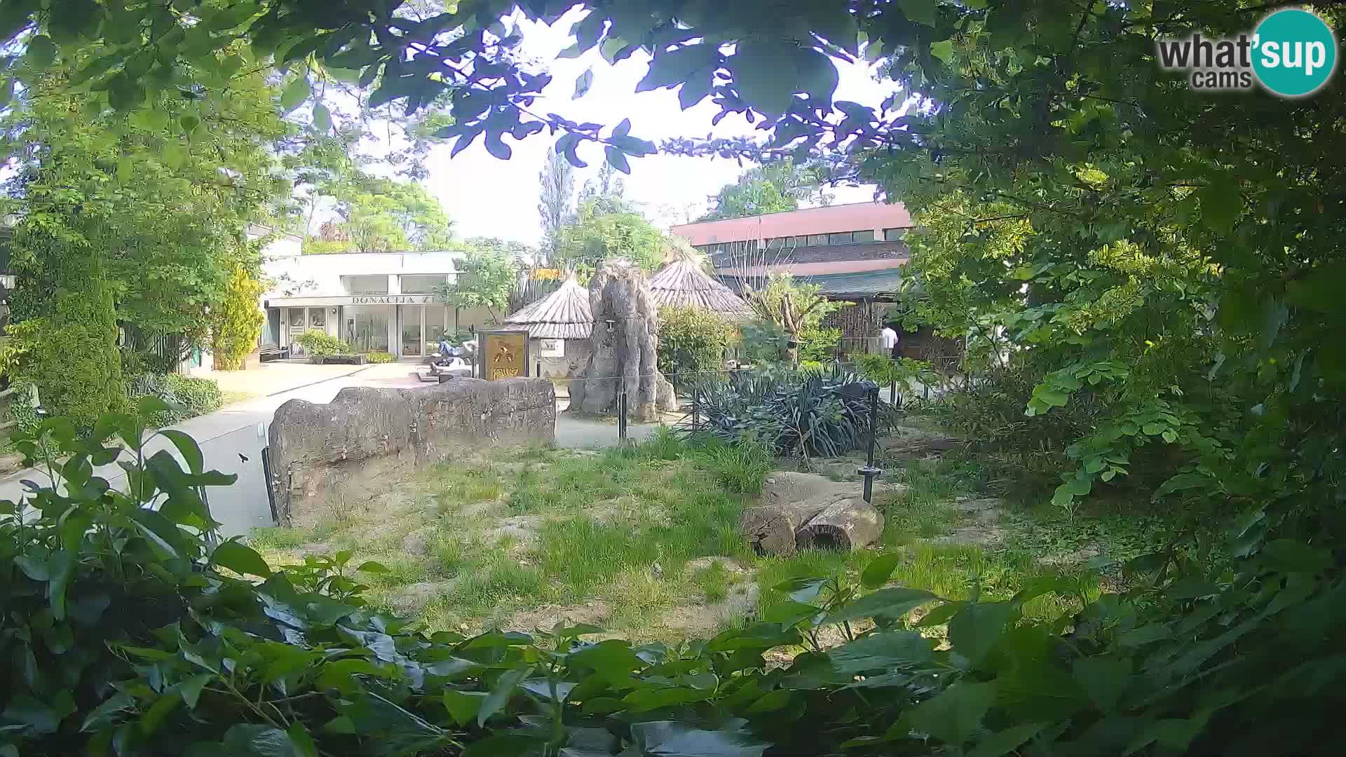 Zoo Zagreb – Merkat