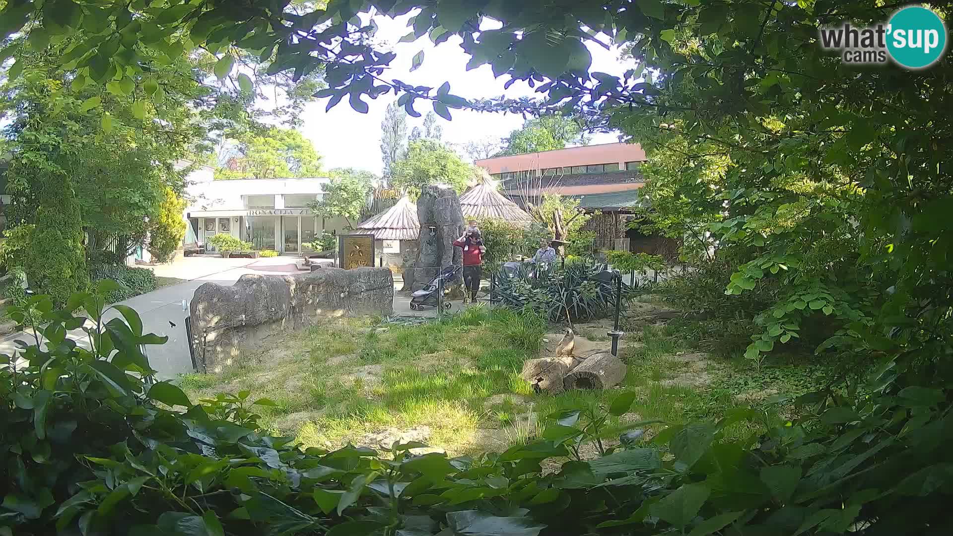 Zoo Zagreb – Suricata