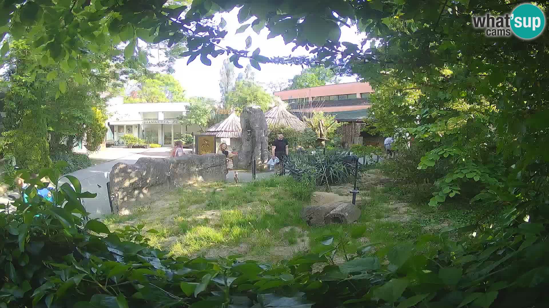 Zoo Zagreb – Suricata