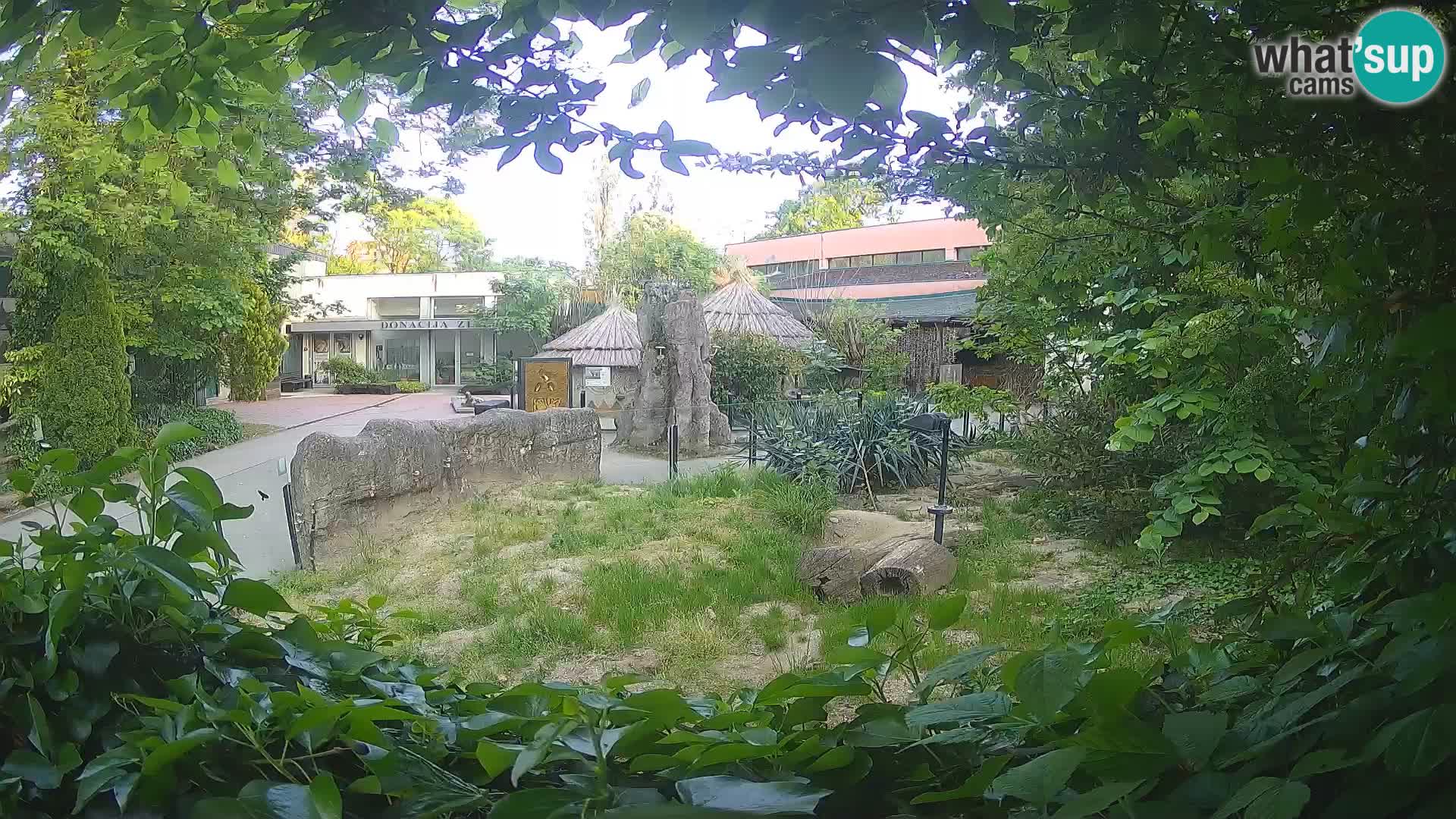 Zoo Zagreb – Suricata