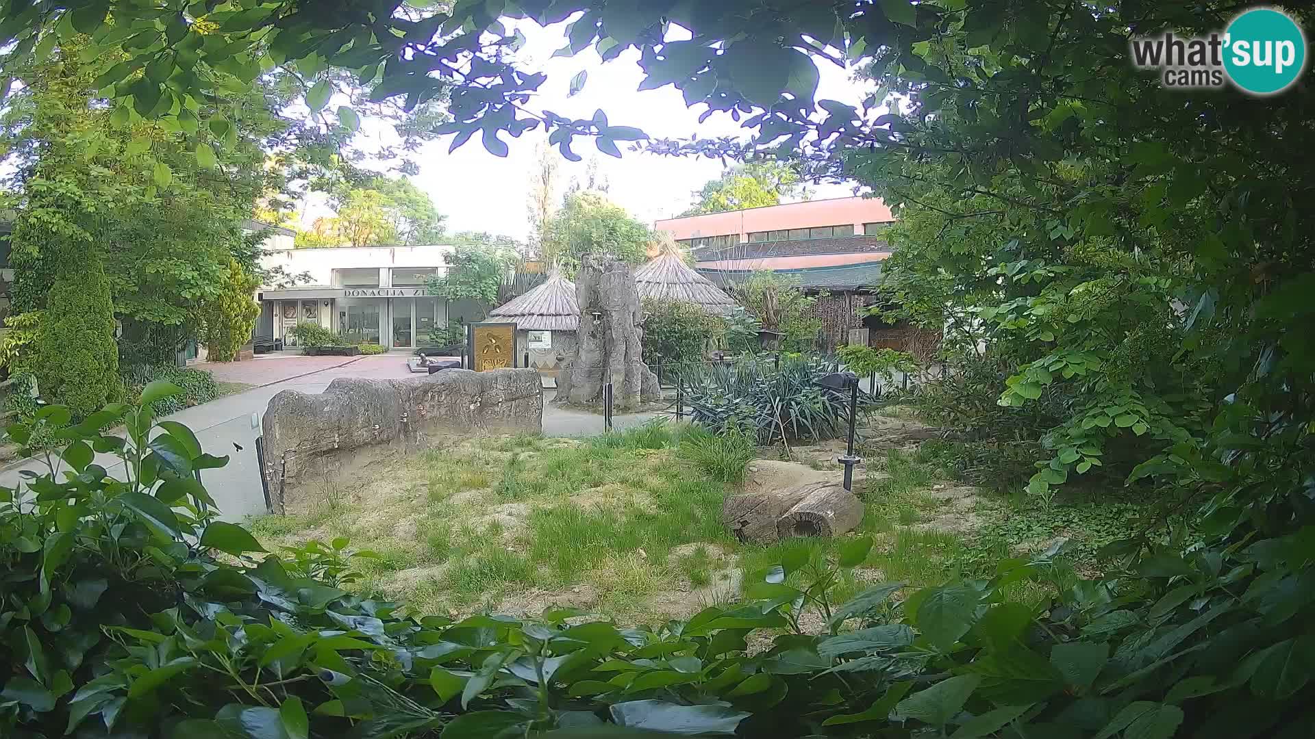 Zoo Zagreb – Suricata