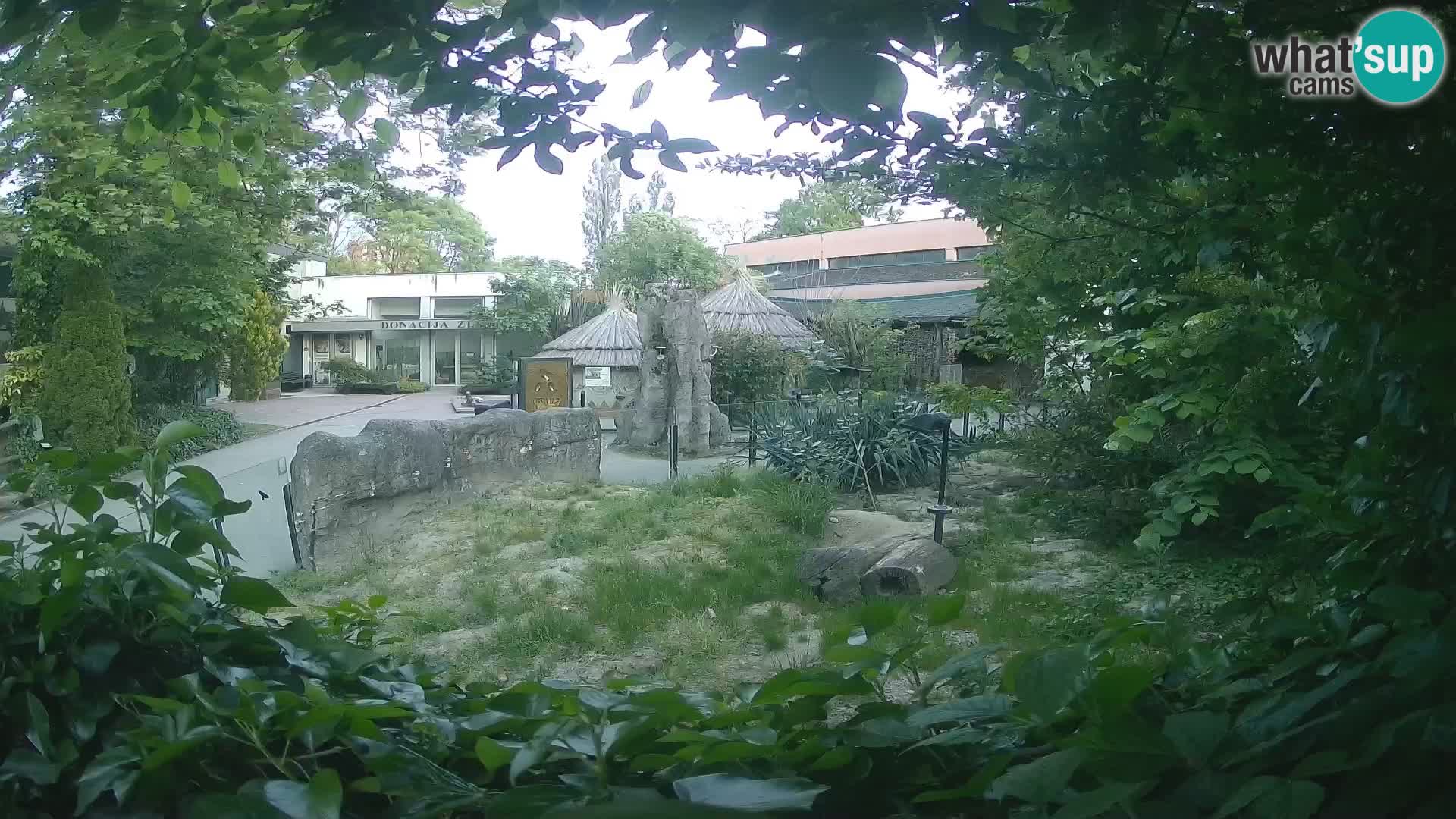 Zoo Zagreb – Merkat