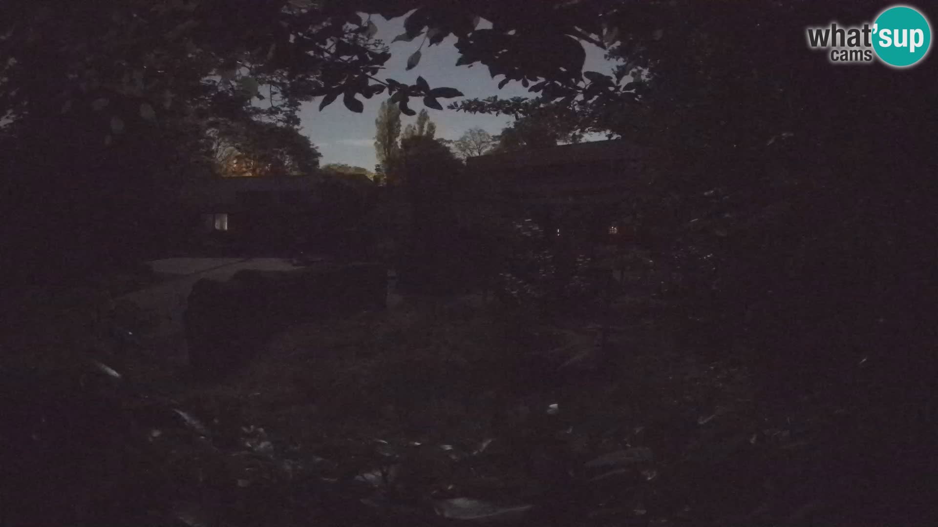 Zoo Zagreb – Suricata