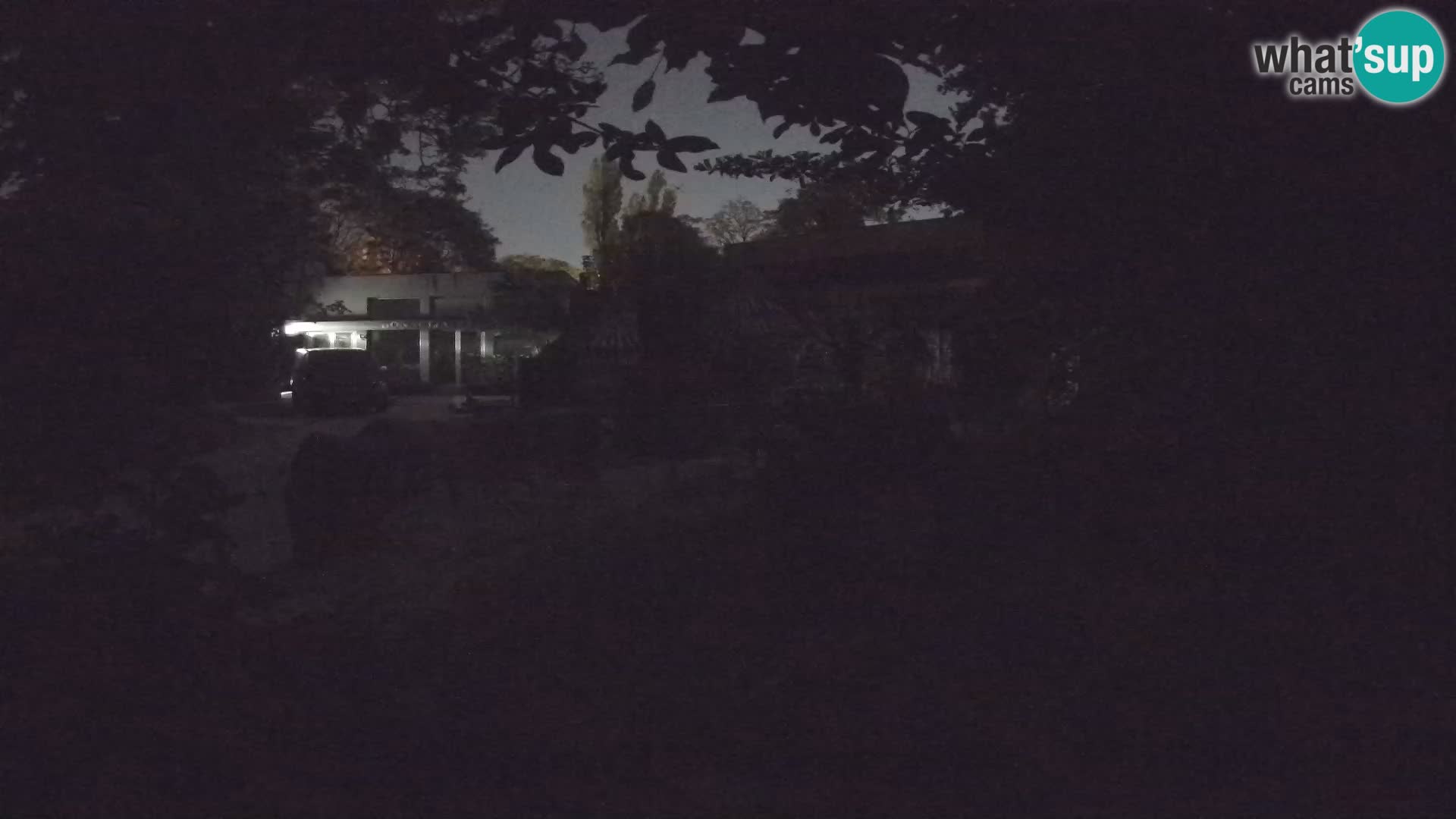 Zoo Zagreb – Suricata