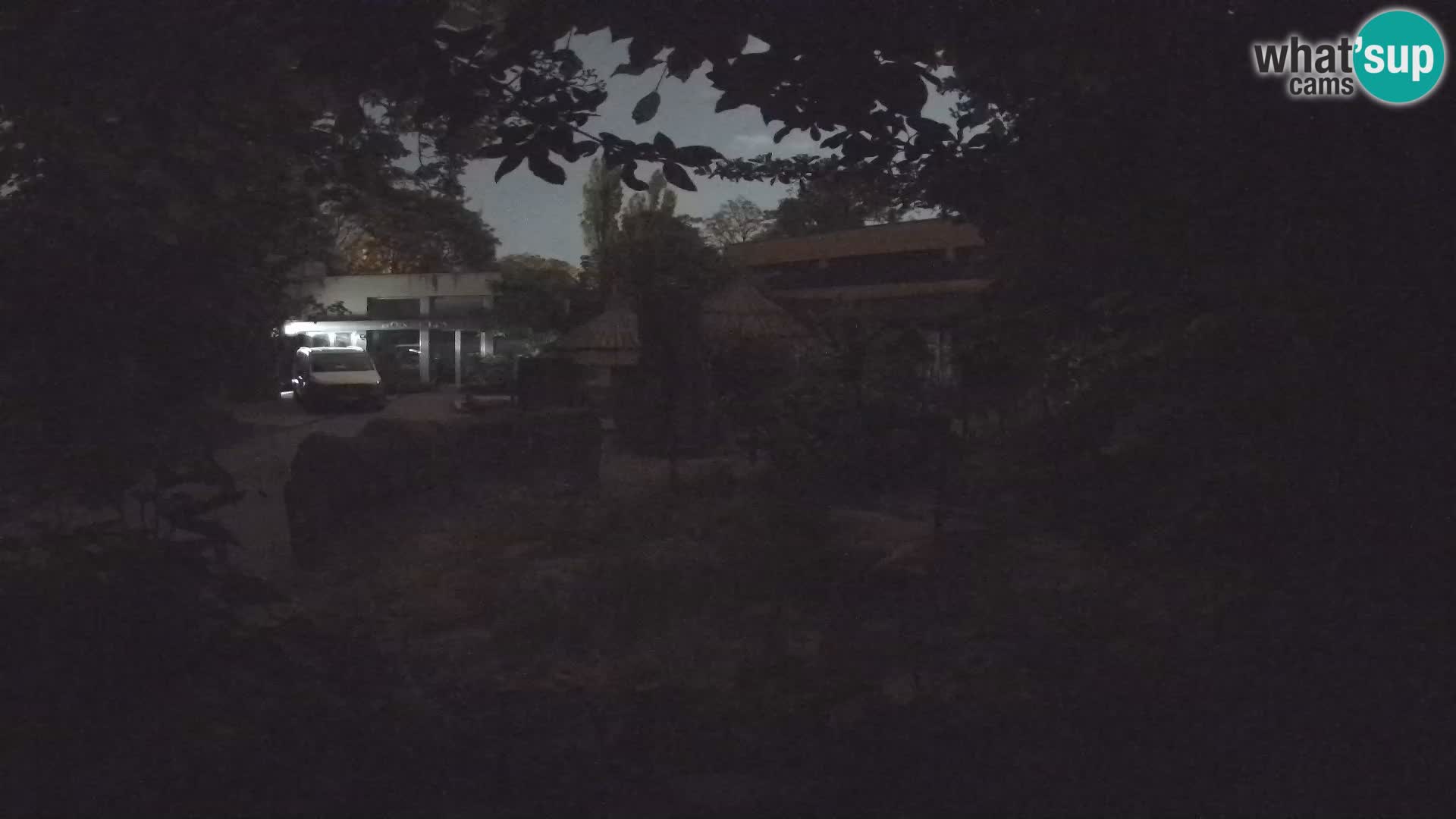 Zoo Zagreb – Suricata