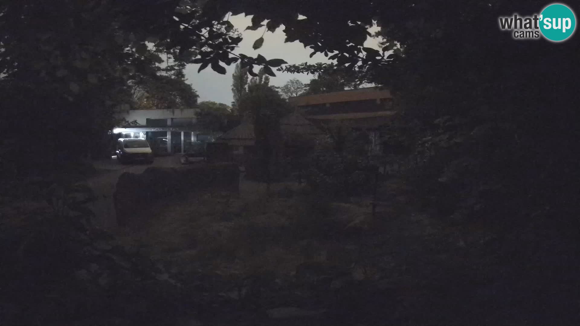 Zoo Zagreb – Suricata