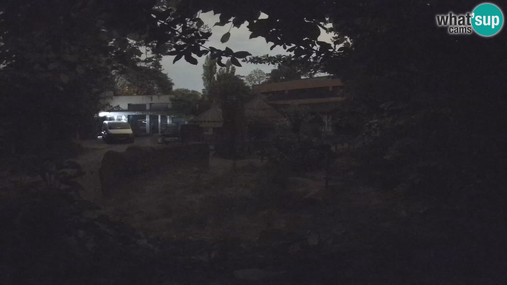 Zoo Zagreb – Suricata