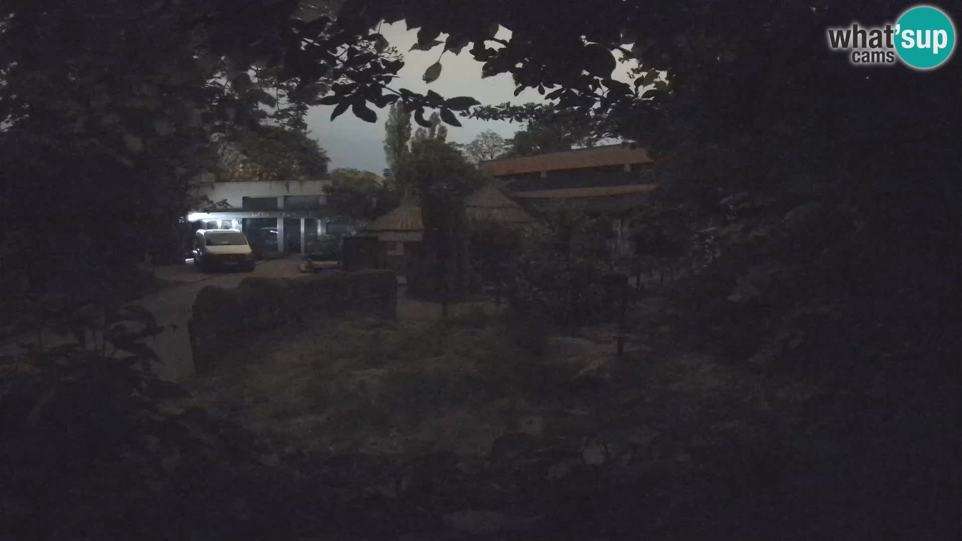 Zoo Zagreb – Suricate