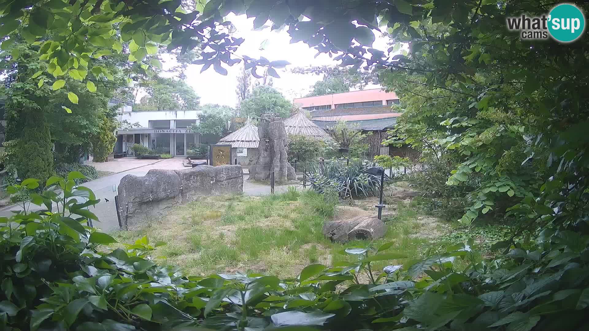 Zoo Zagreb – Suricata