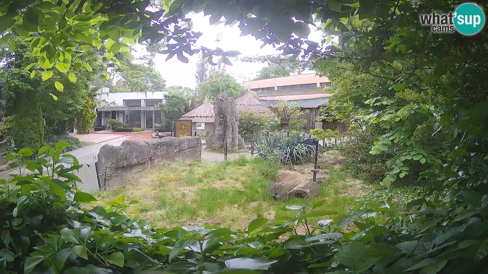 Zoo Zagreb – Suricata