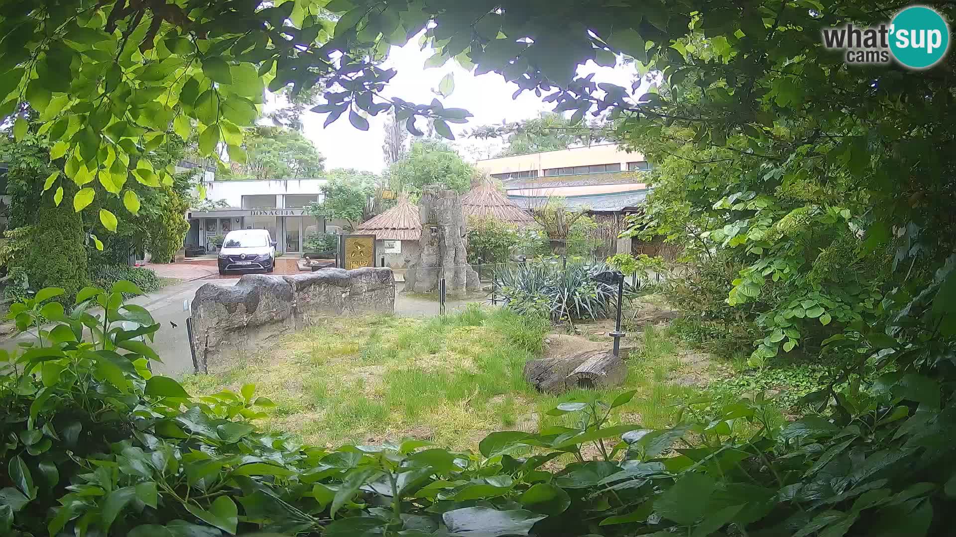 Zoo Zagreb – Suricata