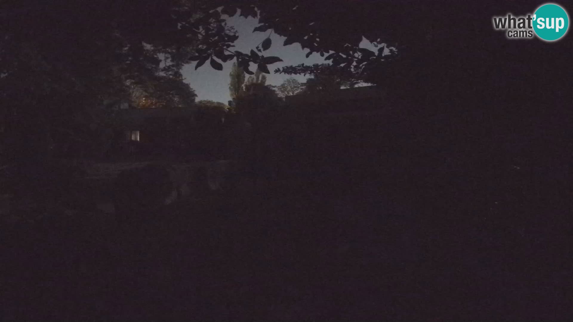 Zoo Zagreb – Suricate